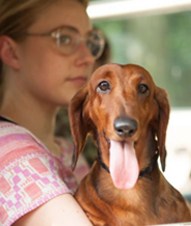 No Image for WIENER DOG 