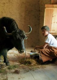 No Image for LUNANA: A YAK IN THE CLASSROOM